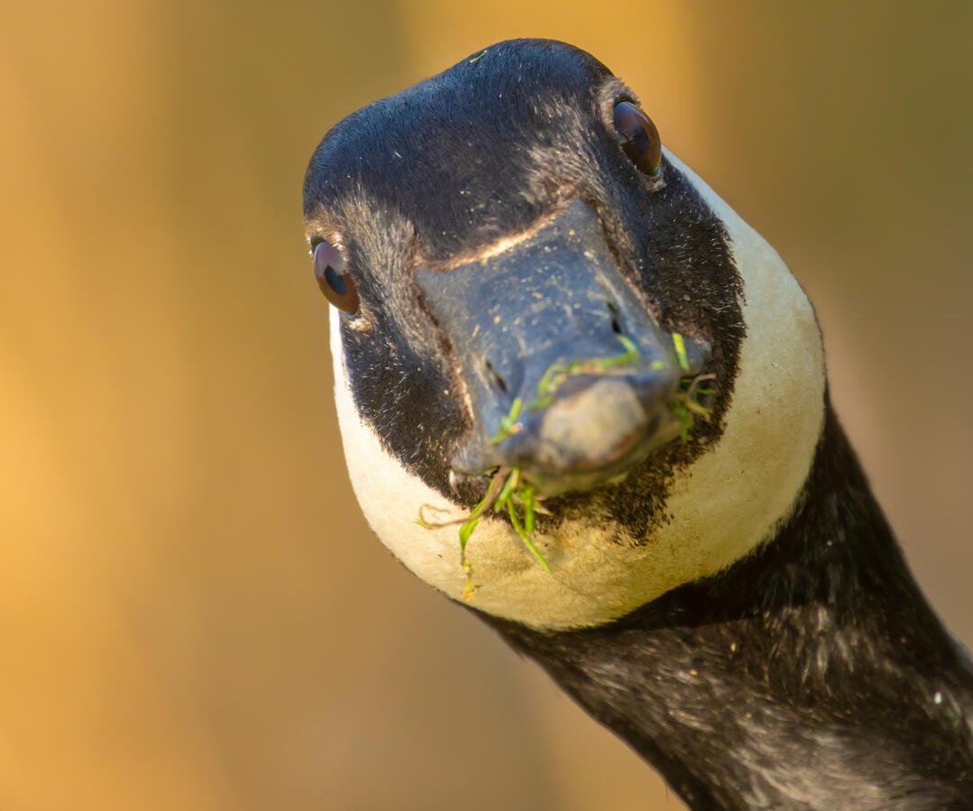 Honji, Totally not a Goose